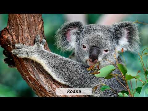 Видео: Почему дерево казуарины дорого поэтессе?