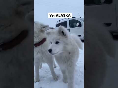 Yer Alaska arkadaşlar