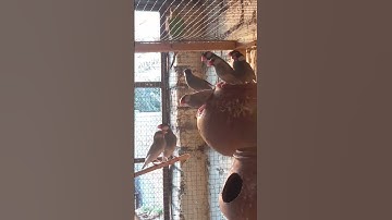 java sparrow colony | java sparrow breeding progress 😍🤩😍