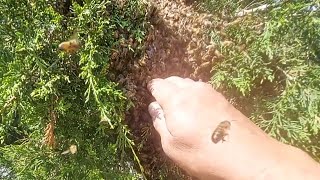 I Stuck My Hand In A Swarm Of Honeybees by Yappy Beeman    64,275 views 1 year ago 3 minutes, 43 seconds