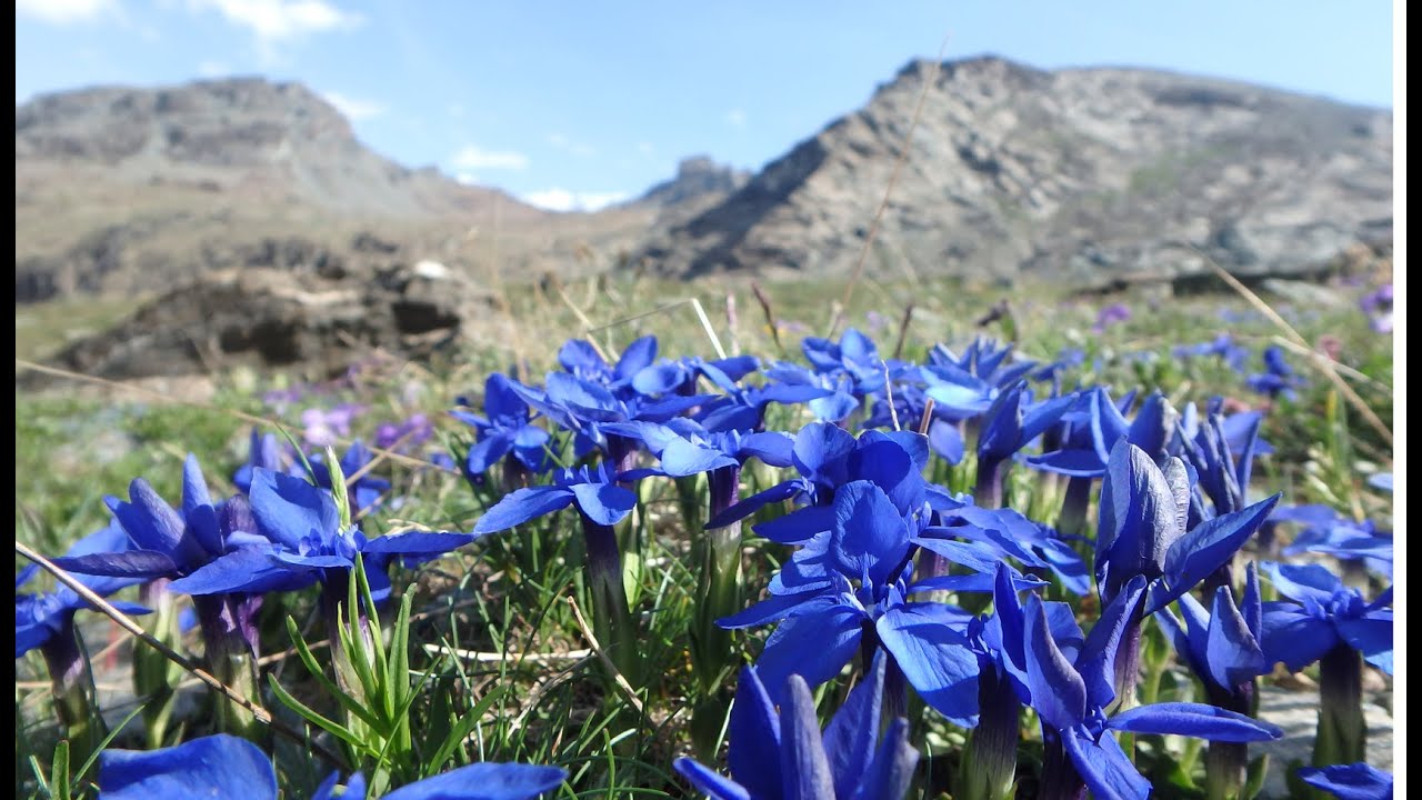 登山用品の専門店 L Chamonix シャモニ Chamonix Europe Tour 15 Tour Monte Rosa ツールド モンテローザ 7月3日から16日 L 登山用品の専門店 L Chamonix シャモニ