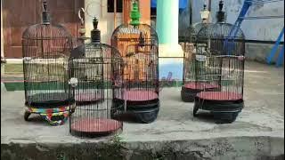 🔴Pancingan Ampuh Burung sogon ribut terapi koloni🔴 durasi 1 jam‼️