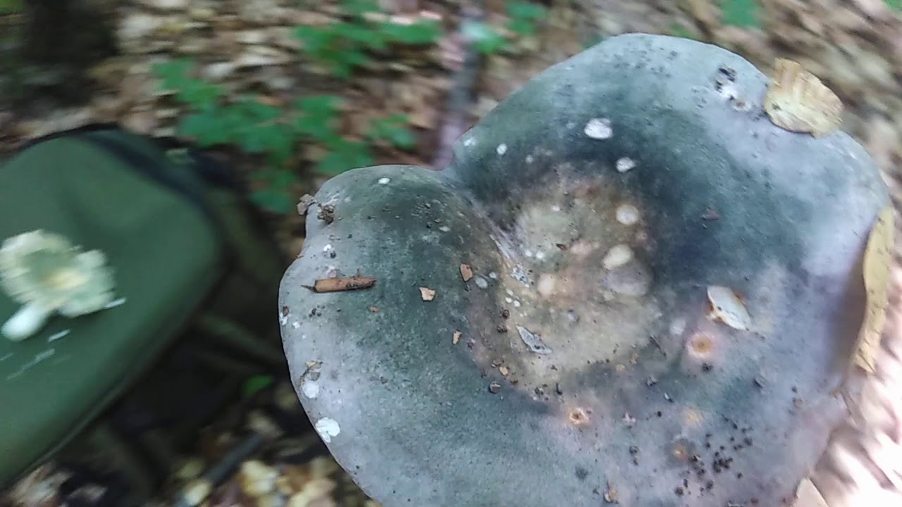 Russula cyanoxantha-ljubičasto-zelena krasnica