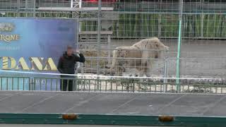 Löwe im Circus Krone markiert - Zuschauerin nass