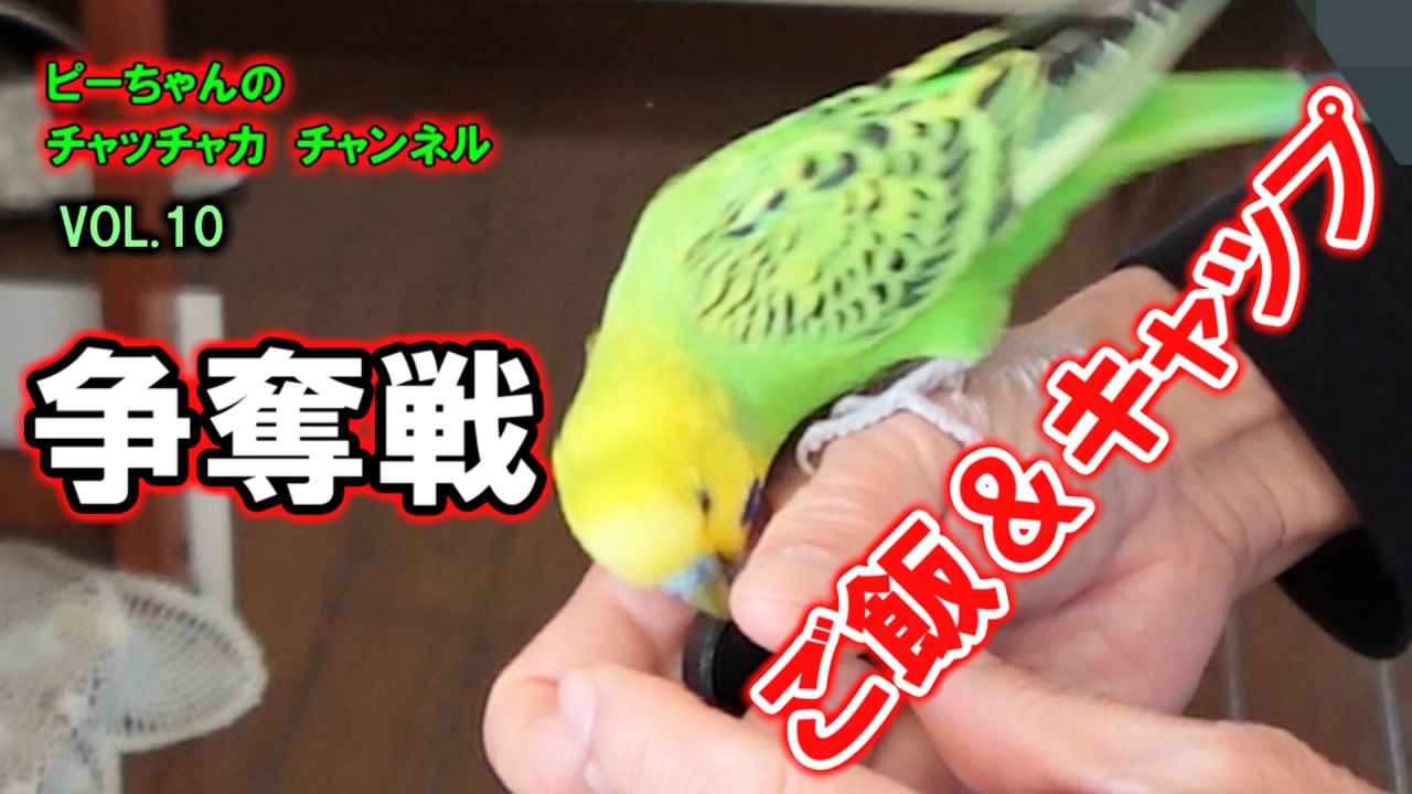 ピーちゃんのチャッチャカ　チャンネル　VOL10　茶碗の中のご飯やペットボトルのキャップの奪い合いをするインコが可愛いです。