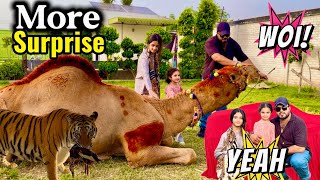 I think you are happy today😍2 more surprises at farmhouse😳(mian saqib)