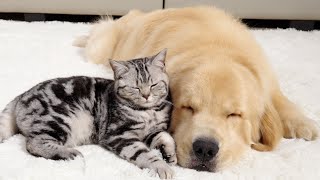 How Kitten and Golden Retriever Prepare for a Sweet Sleep
