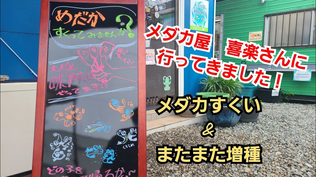 めだか屋 喜楽さんに遊びに行ってきました✨ - YouTube