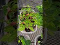 Almost showtime! 🔥 #pepperplants #hotpepper #grownfromseed