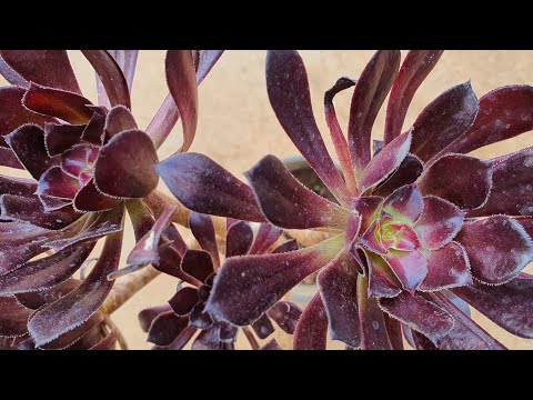 Βίντεο: Pinwheel Succulent Info – Μάθετε για το Pinwheel Plant Care
