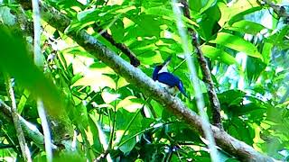Kingfisher Rufous lored 031 3 screenshot 5