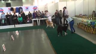 Astra viktoriya yana yoshi