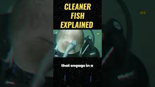 WHY SHARKS LET THIS FISH CLEAN THEIR TEETH 😮 #OceanFacts #Shorts