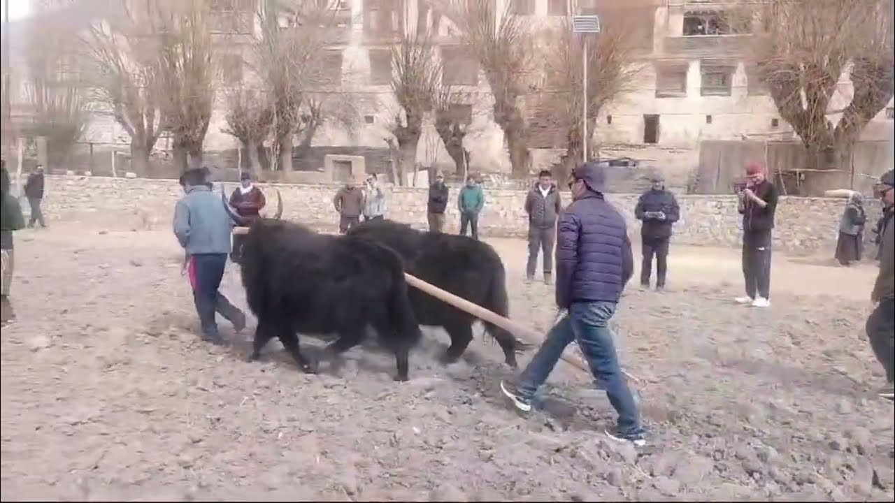 Saka | spituk village 