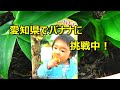 愛知県でバナナに挑戦中！　　Challenge to grow bananas in Japan