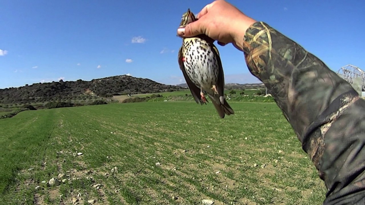 Turdus (song trush) Hunting in Cyprus Caza de Zorzales7 Kıbrıs ta
