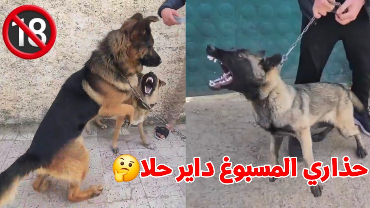 🔴 سوق بودواو لبيع جميع انواع الكلاب الخاصة بالحراصة و الصيد : كلاب المالينوا الاكثر طلبا بالسوق شاهد