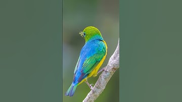 Nesting preparation.#shorts#viral#birds#wildlife#foryou