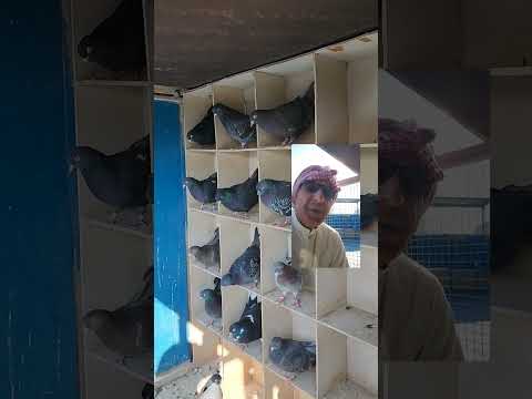 حمام لوت صلاح الصباغه يومياتي تجهيز الحمام 