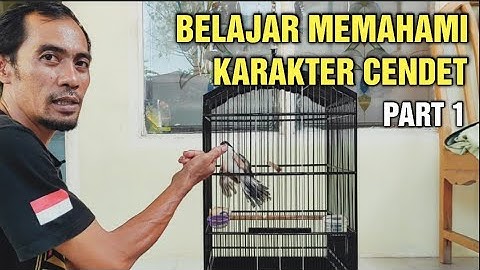 BELAJAR MEMAHAMI!! Karakter Burung Cendet PART 1 || over emosi