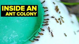 INSIDE An Ant Colony // The Tiny WORLD In Your Apartment by Our planet 223 views 2 months ago 11 minutes, 21 seconds