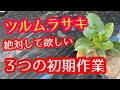 【ツルムラサキ】最初が肝心!ツルムラサキの初期栽培で非常に大切な3つの作業を解説します。