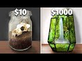 10 vs 1000 terrarium ecosystem