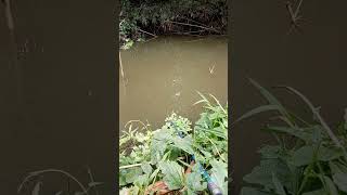 amazing fishing video🎣|| village fishing🎣||pothiya machhi #shortfeed #funny #fishinglife #fish #yt