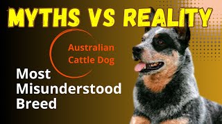 Underestimated dog breed #debunking #unfair #myths #behavior #underrated #underdog #behavior #breed by BreedSpot - Spotting the best dog breeds 110 views 5 months ago 1 minute, 56 seconds