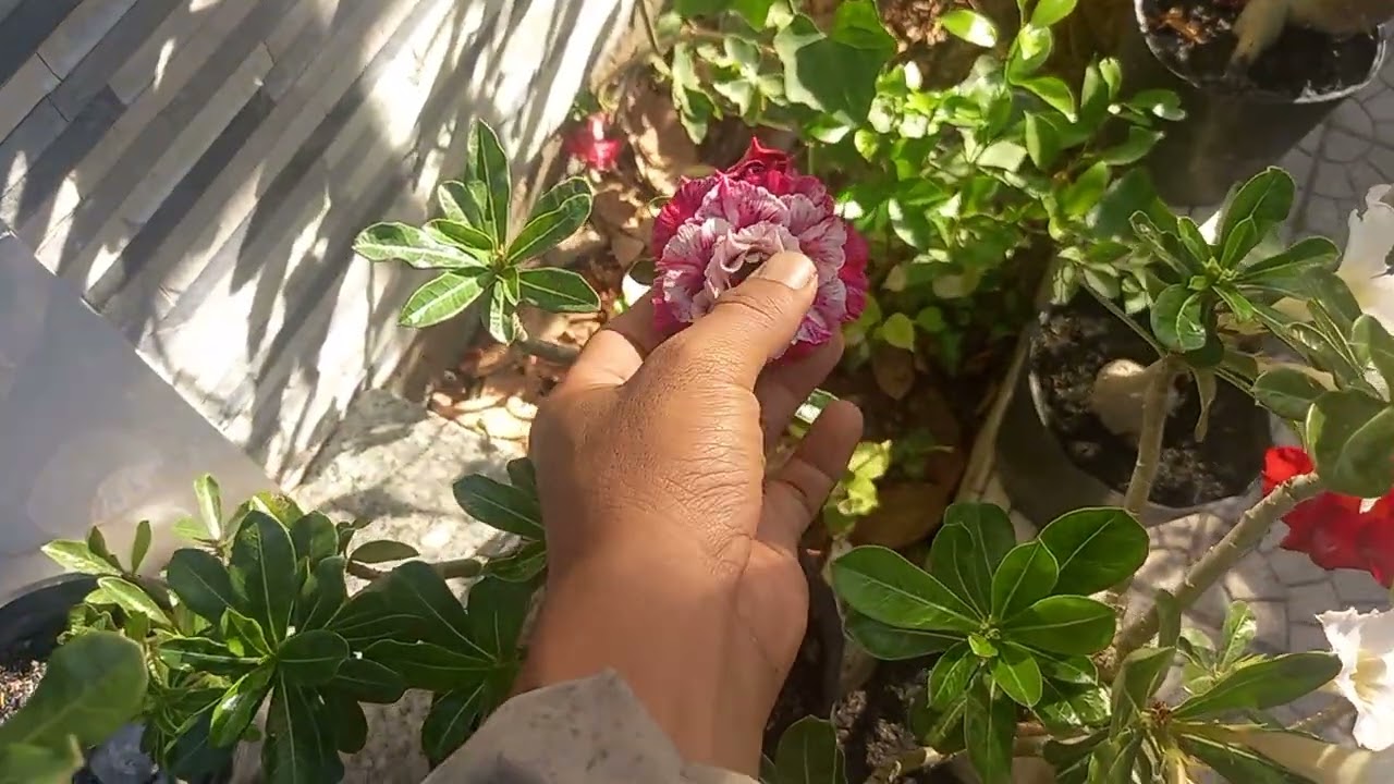 Tập 173 Hoa sứ chơi tết