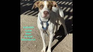 Needs Our Help Adopt, Rescue, Foster, Share