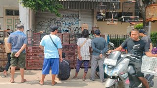 BURUNG RATUSAN RIBU KALO UDAH GACOR BIKIN KICAU MANIA KLEPEK ²