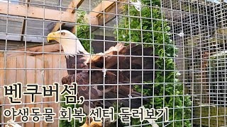 🇨🇦 캐나다 벤쿠버 아일랜드 가볼만한 곳_야생동물 회복센터 둘러보기 (North Island Wildlife Recovery Centre), 독수리,흑곰,각종 새 등등