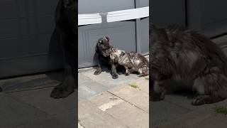 Не реви #юмор #собака #dog #cat #кошка