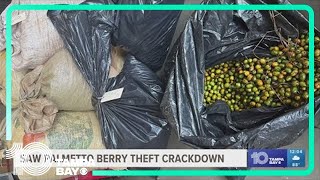 Deputies cracking down on people stealing saw palmetto berries in Hillsborough County
