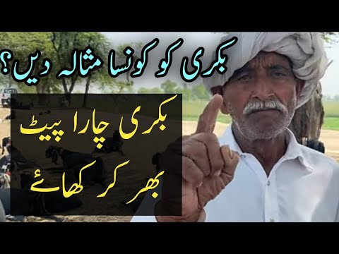 Which Spice Should Be Given To The Goat Baba Mehnga Gujjar Q N