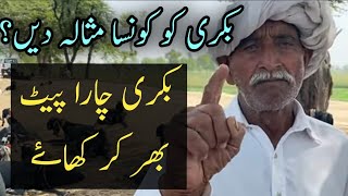 Which E Should Be Given To The Goat Mehnga Gujjar Q&N