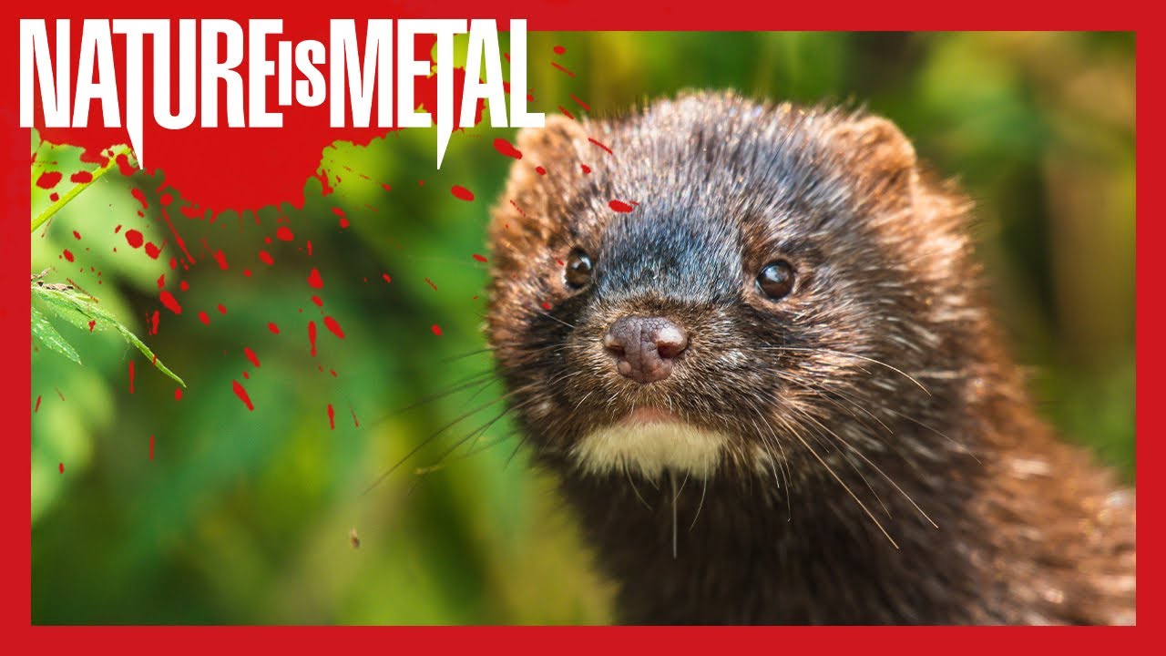 Stoat Drags A Rabbit YouTube