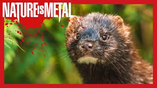 Stoat Drags A Rabbit