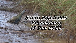 Safari highlights Pilanesberg 17 December 2022