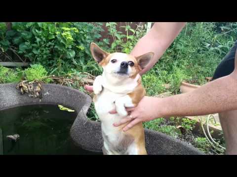 Chubby chihuahua tries to swim
