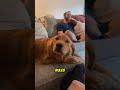 6 Ways You Confuse Your Dog Daily