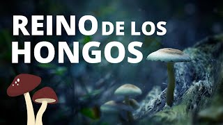 The amazing FUNGI KINGDOM or mushrooms: characteristics, nutrition, reproduction