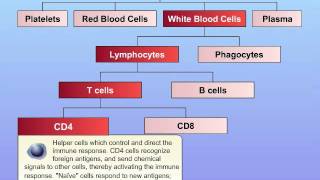 Basic Function of Immune System