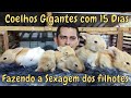 Coelho Gigante Com 15 Dias / Filhotes de Coelhos Gigantes de Flandres