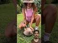 coconut ko khaise open kare #satisfying #survival #camping #outdoors #trending #experiment#bamboo1