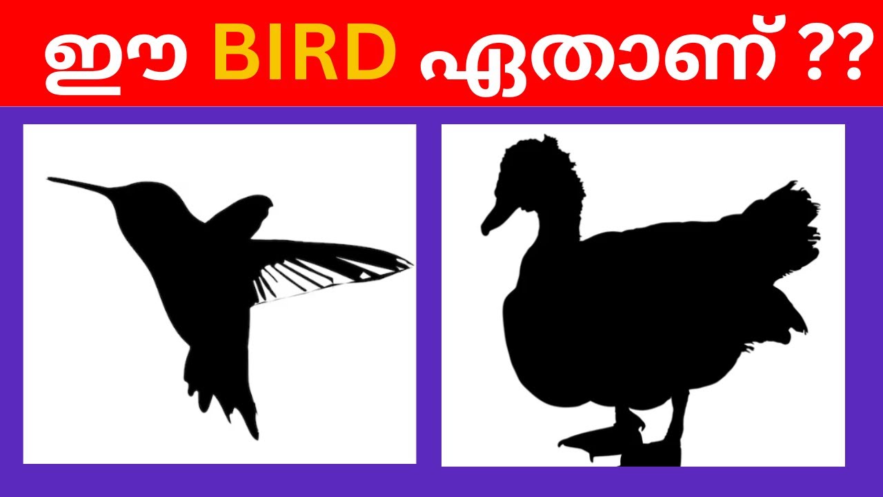 Guess the BIRD by Shadow-MALAYALAM |ഈ BIRD ഏതാണ്? | MALAYALAM RIDDLE # ...