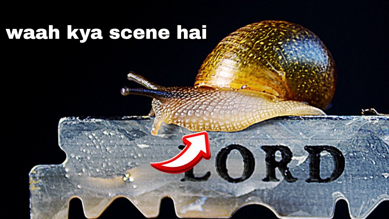 5 shocking facts about animals 😱 | 