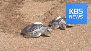 Sea Turtles Released / KBS뉴스(News)