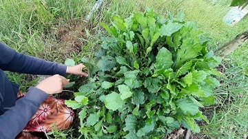 Đi vườn gặp bụi rau cải trời khủng I Đệ Miền Tây